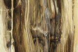 Polished, Petrified Wood (Metasequoia) Stand Up - Oregon #185150-1